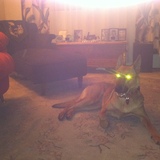 Entry image for Scout 