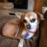 Entry image for Gemma