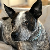 Entry image for Otis