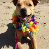 Entry image for Stella