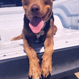 Entry image for Ryker 