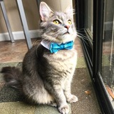 Entry image for Einstein