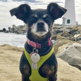 Entry image for Coco