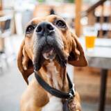 Entry image for Pete