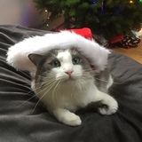 Entry image for Arlo