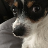 Entry image for Bean