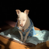 Entry image for Mavis