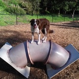 Entry image for Ginger