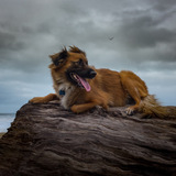 Entry image for Izzy