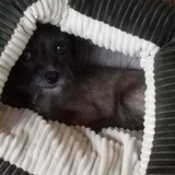 Entry image for Scout