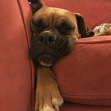 Entry image for Captain