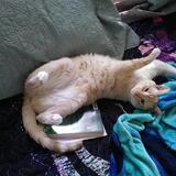 Entry image for Skippy