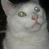 Entry image for Scooby