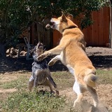 Entry image for Maya