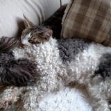 Entry image for Muffie and CritterCat