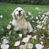 Entry image for Dolly Rose