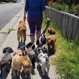 Entry image for The pack with two puppies in training