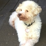 Entry image for Dash