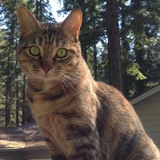 Entry image for Polly