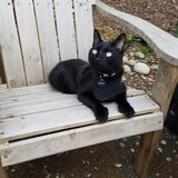 Entry image for Hemingway 