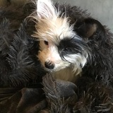 Entry image for Jazz