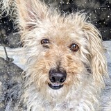 Entry image for Dobby