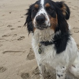 Entry image for Pippa