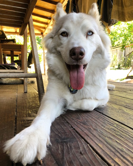 Entry image for Honey Suckle Bear. Clicking this image will show a larger photo