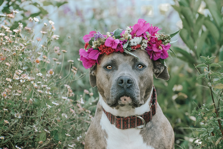 Entry image for Blueberry. Clicking this image will show a larger photo