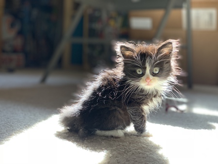 Entry image for Mumford . Clicking this image will show a larger photo