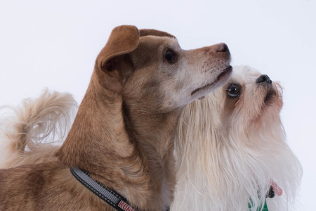 Entry image for Harvey and Luna. Clicking this image will show a larger photo