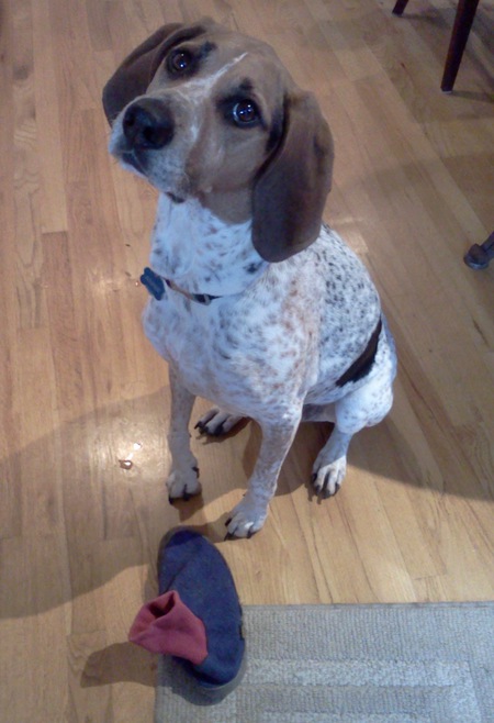 Entry image for ANNIE. Clicking this image will show a larger photo