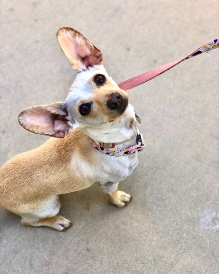 Entry image for Stellaluna. Clicking this image will show a larger photo