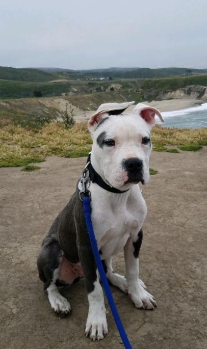 Entry image for Charlie. Clicking this image will show a larger photo