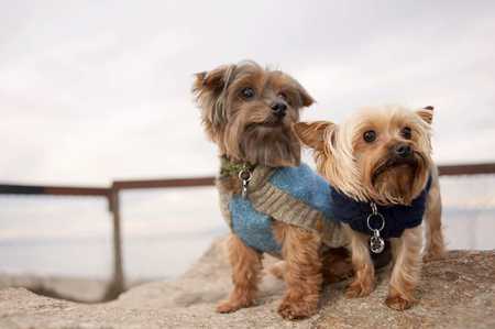 Entry image for Penny and Jack. Clicking this image will show a larger photo