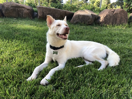 Entry image for Finley . Clicking this image will show a larger photo