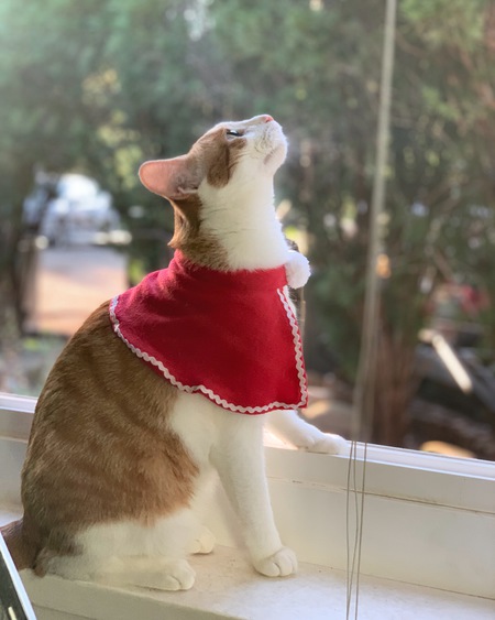 Entry image for Kuolo. Clicking this image will show a larger photo