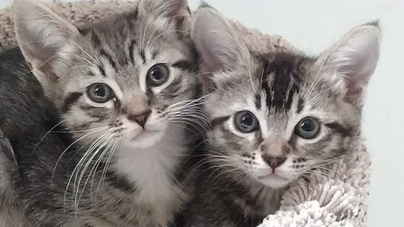 Entry image for Henri And Joon. Clicking this image will show a larger photo