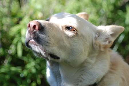 Entry image for Bosley. Clicking this image will show a larger photo