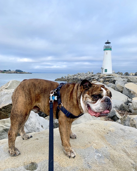 Entry image for Xavo. Clicking this image will show a larger photo