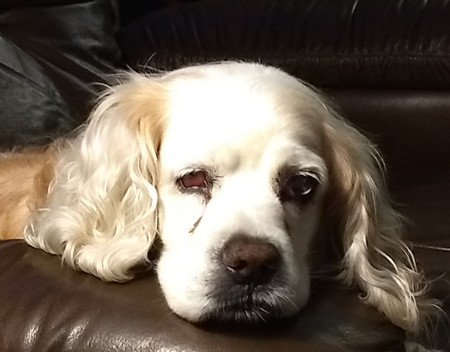 Entry image for Dreyfus. Clicking this image will show a larger photo