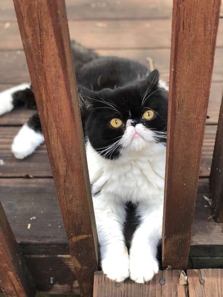 Entry image for Knox Theodore . Clicking this image will show a larger photo