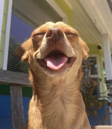 Entry image for Sunny. Clicking this image will show a larger photo