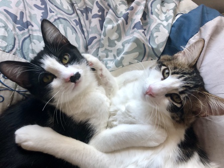 Entry image for Abbott and Costello. Clicking this image will show a larger photo