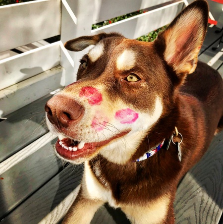 Entry image for Huckleberry aka Siberian sausage . Clicking this image will show a larger photo