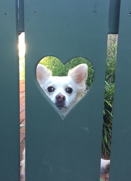 Entry image for Chalky. Clicking this image will show a larger photo