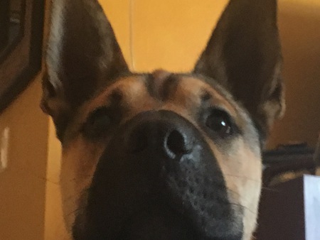 Entry image for Cody. Clicking this image will show a larger photo