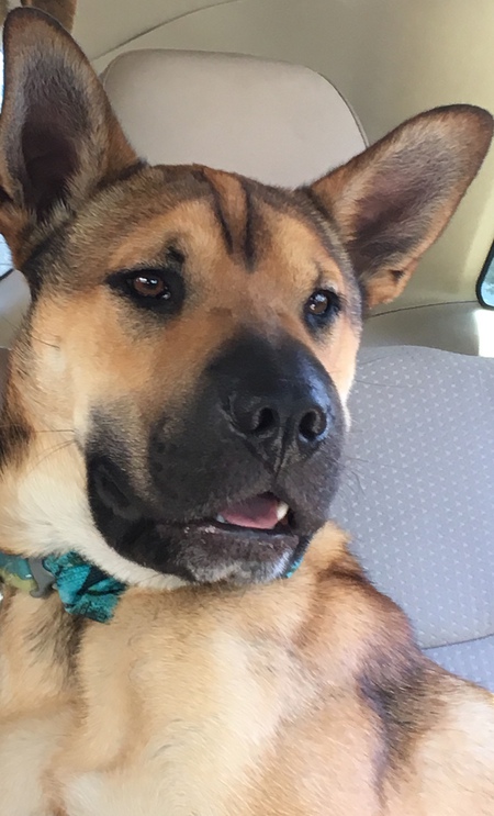 Entry image for Cody. Clicking this image will show a larger photo