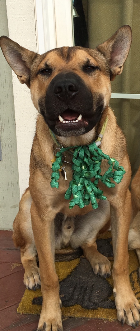 Entry image for Cody. Clicking this image will show a larger photo