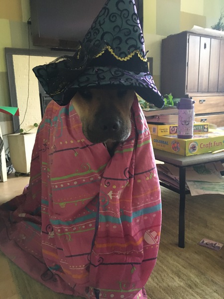 Entry image for Cody. Clicking this image will show a larger photo